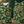 CAC Camouflage Coronado - Unisex Tank Top
